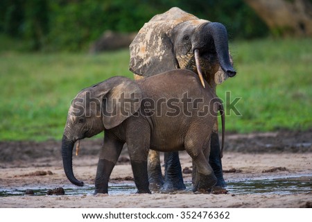 Female elephant with a baby. Central African Republic. Republic of Congo. Dzanga-Sangha Special Reserve.  An excellent illustration.