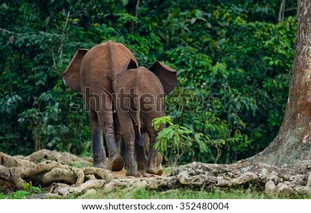 Two forest elephant go into the jungle. Central African Republic. Republic of Congo. Dzanga-Sangha Special Reserve. An excellent illustration.