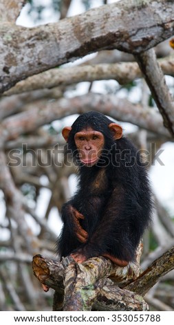 Portrait of a baby chimpanzee. Republic of the Congo. Reserve Conkouati-Douli. An excellent illustration.
