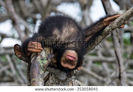 A baby chimpanzee on mangrove branches. Republic of the Congo. Reserve. An excellent illustration.