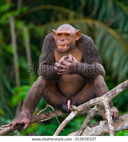 Male Chimpanzee on mangrove branches. Republic of the Congo. Reserve. An excellent illustration.