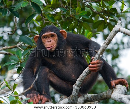 A baby chimpanzee on mangrove branches. Republic of the Congo. Reserve. An excellent illustration.