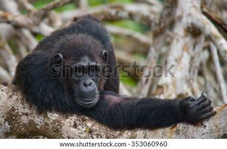 Chimpanzee on mangrove branches. Republic of the Congo. Reserve. An excellent illustration.