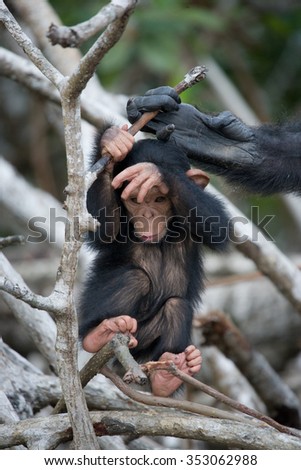 A baby chimpanzee on mangrove branches. Republic of the Congo. Conkouati-Douli Reserve. An excellent illustration.