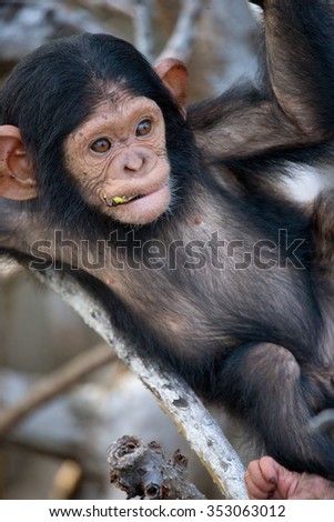 A baby chimpanzee on mangrove branches. Republic of the Congo. Conkouati-Douli Reserve. An excellent illustration.