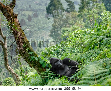 Dominant male mountain gorilla in the grass. Uganda. Bwindi Impenetrable Forest National Park
