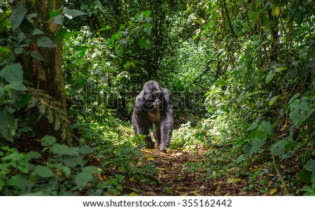 Mountain gorillas in the rainforest. Uganda. Bwindi Impenetrable Forest National Park. An excellent illustration.
