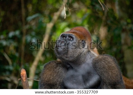 Portrait of lowland gorilla. Republic of the Congo. .