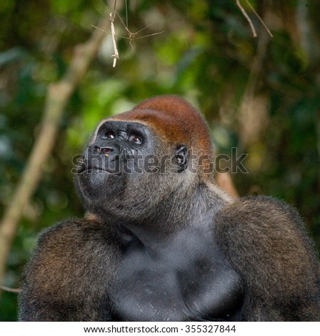 Portrait of lowland gorilla. Republic of the Congo.