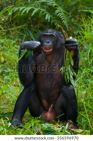 Bonobo sitting on the grass. Democratic Republic of Congo. Lola Ya BONOBO National Park. An excellent illustration.