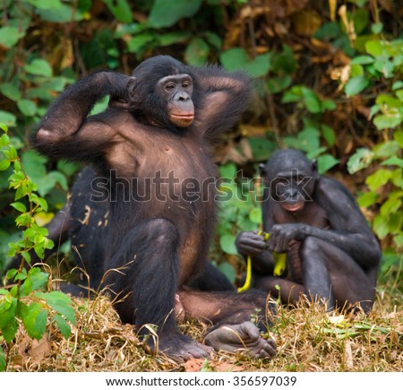 A female bonobo with a baby. Democratic Republic of Congo. Lola Ya BONOBO National Park. An excellent illustration.