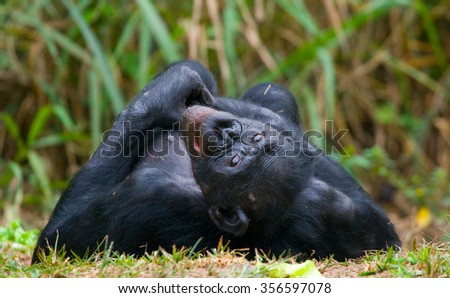 Bonobo lying on the grass. Democratic Republic of Congo. Lola Ya BONOBO National Park. An excellent illustration.