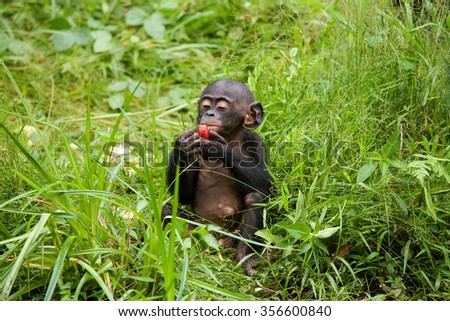Baby Bonobo sitting on the grass. Democratic Republic of Congo. Lola Ya BONOBO National Park. An excellent illustration.
