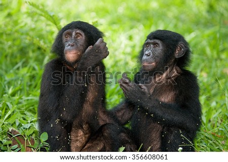 Two baby Bonobo sitting on the grass. Democratic Republic of Congo. Lola Ya BONOBO National Park. An excellent illustration.