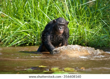 Bonobo is waist-deep in the water and trying to get food. Democratic Republic of Congo. Lola Ya BONOBO National Park. An excellent illustration.