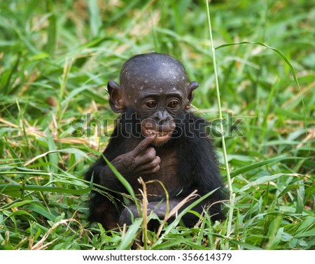 Baby of Bonobo siting on the grass. Democratic Republic of Congo. Lola Ya BONOBO National Park. An excellent illustration.