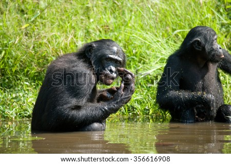 Two Bonobos get food out of the water. Democratic Republic of Congo. Lola Ya BONOBO  National Park. An excellent illustration.