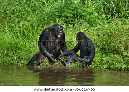 Two baby bonobo playing with each other. Democratic Republic of Congo. Lola Ya BONOBO National Park. An excellent illustration.