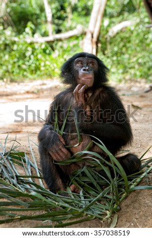 Bonobo is sitting on the ground. Democratic Republic of Congo. Lola Ya BONOBO  National Park. An excellent illustration.