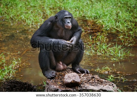 Bonobo are sitting on the ground. Democratic Republic of Congo. Lola Ya BONOBO   National Park. An excellent illustration.