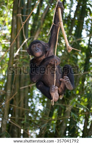 Bonobo on a tree. Democratic Republic of Congo. Lola Ya BONOBO National Park. An excellent illustration.