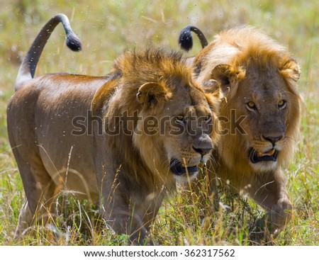Two big male lions on the hunt. National Park. Kenya. Tanzania. Masai Mara. Serengeti. An excellent illustration.