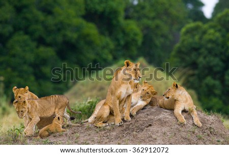 Group of young lions on the hill. National Park. Kenya. Tanzania. Masai Mara. Serengeti. An excellent illustration.