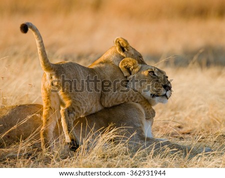 Lioness and her cubs playing with each other in savannah. National Park. Kenya. Tanzania. Masai Mara. Serengeti. An excellent illustration.