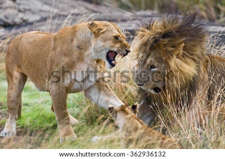Meeting the lion and lioness in the savannah. National Park. Kenya. Tanzania. Masai Mara. Serengeti. An excellent illustration.
