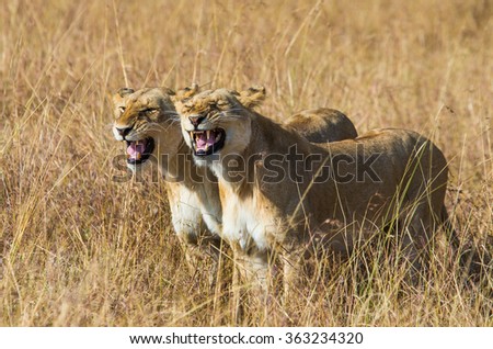 Two lionesses in the Savannah. National Park. Kenya. Tanzania. Masai Mara. Serengeti. An excellent illustration.