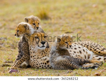 Mother cheetah and her cubs in the savannah. Kenya. Tanzania. Africa. National Park. Serengeti. Maasai Mara. An excellent illustration.