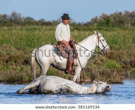 PROVENCE, FRANCE - 08 MAY, 2015: Rider on the horse graze Camargue horses in the swamp nature reserve in the Parc Regional de Camargue - Provence, France