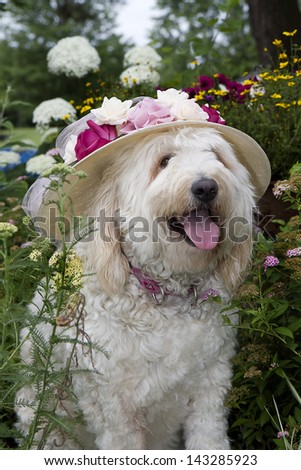 Golden Doodle sitting in flower garden while wearing a large brim floral sun hat