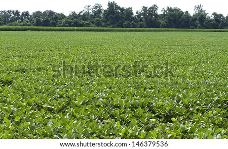 Soy Bean Crop at farm in early stages of growth