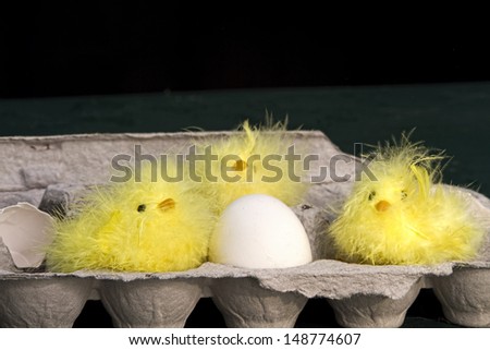 Three little fuzzy chicks in egg carton with egg and shells