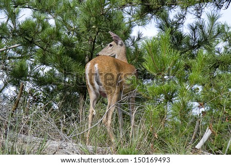 Beautiful Doe in woods not fearful humans, watching with great curiosity (Closeup)
