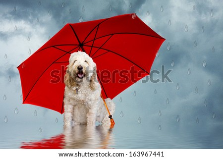 Golden Doodle dog sitting with red umbrella with faux raindrops falling around her (humor)