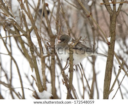 Bird snuggled in branches from snow storm
