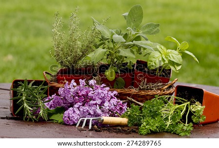 Assortment of different types of Herbs ready to be planted in garden while sitting on picnic table