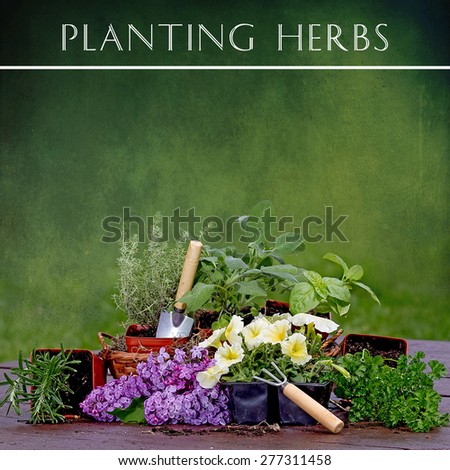 Square green textured image with assortment of herbs, garden tools, and flowers towards bottom.   Planting Herbs