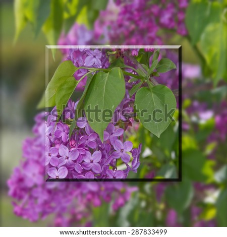 Lilacs square background with insert blended into same image of background.
