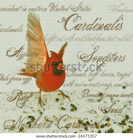 Red cardinal collage print with words surrounding it describing its nature with textured background