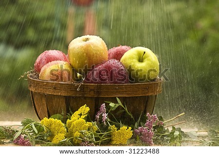 Country basket of assorted apples in the rain