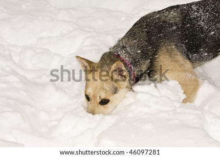 Dog laying down with its nose snuggled in the snow during a snowstorm