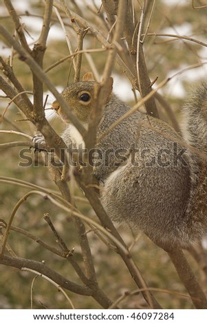Squirrel camouflaged in tree branches during winter