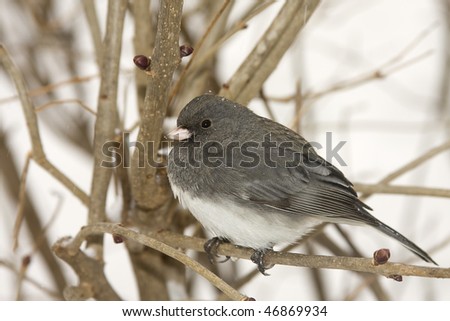 Phoebe bird resting in branches during snow storm