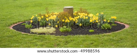 Garden bed of daffodils in early spring
