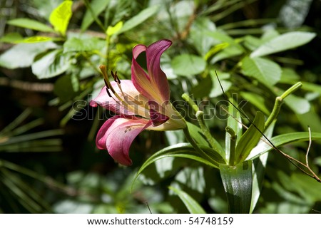Sun Kissed Lilly - with hints of dark pink enjoying the early morning sun