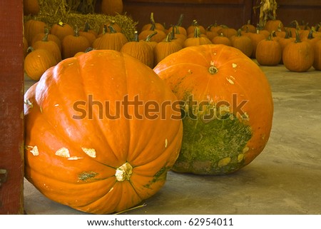 Two huge pumpkins in forefront with many others in background ready for sale at produce market