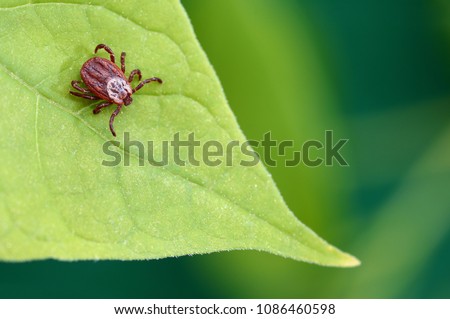 Parasite mite sitting on a green leaf. Danger of tick bite.